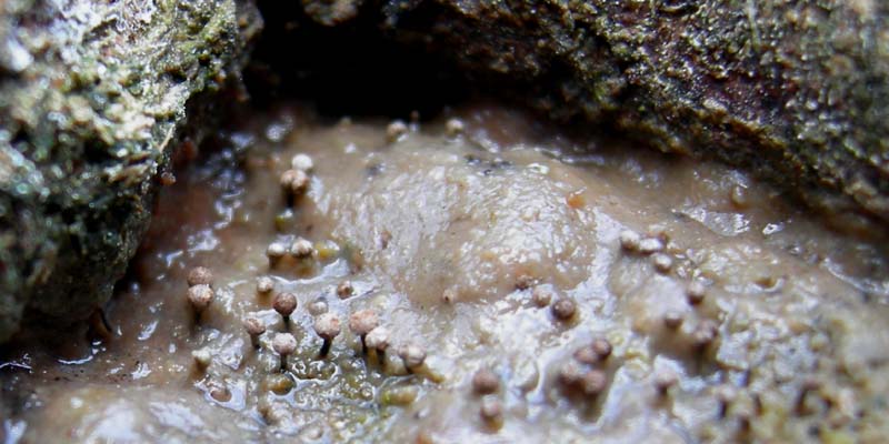 A caccia di Pleurotus.....parte2.