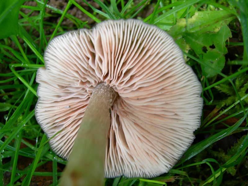 10 funghi da determinare...