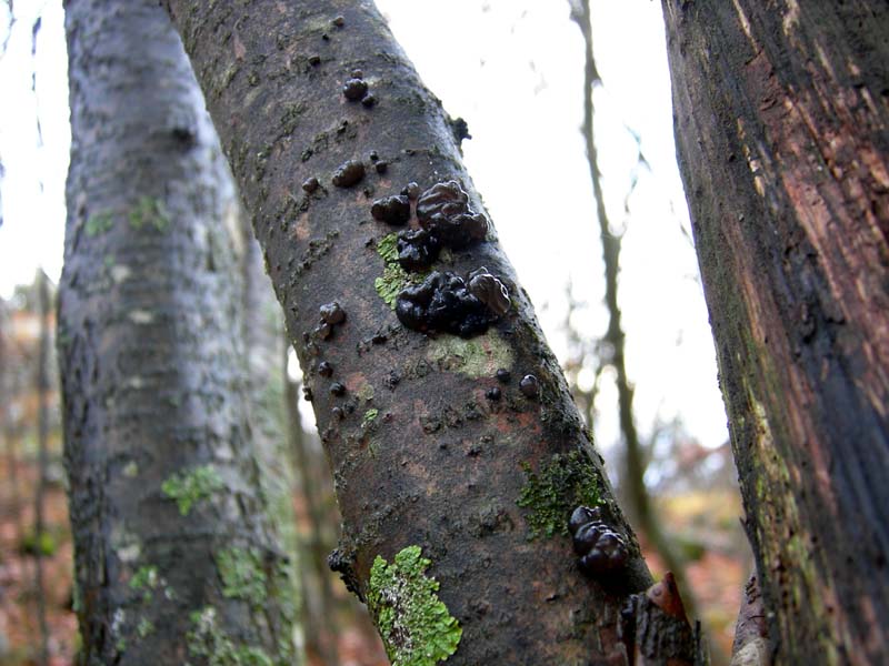 Funghi di oggi (8 dic 06)...