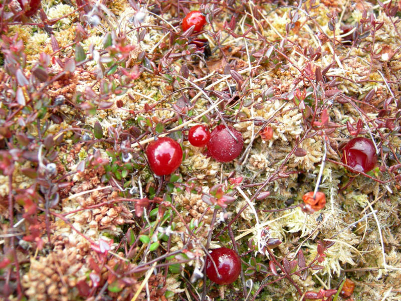 Vaccinium oxycoccos tra Sphagnum sp.