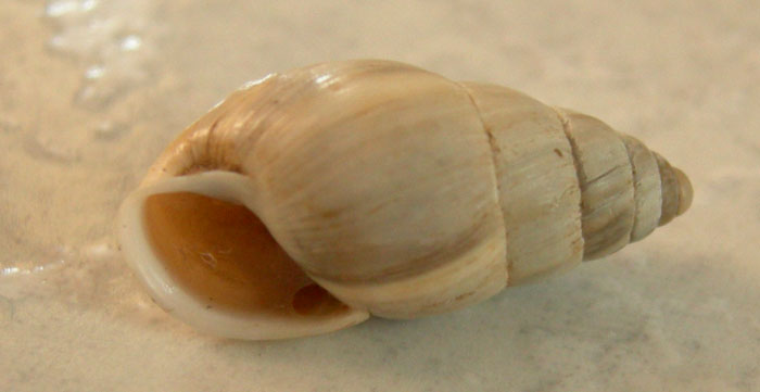 Zebrina (Zebrina) detrita (O.F. Mller, 1774)