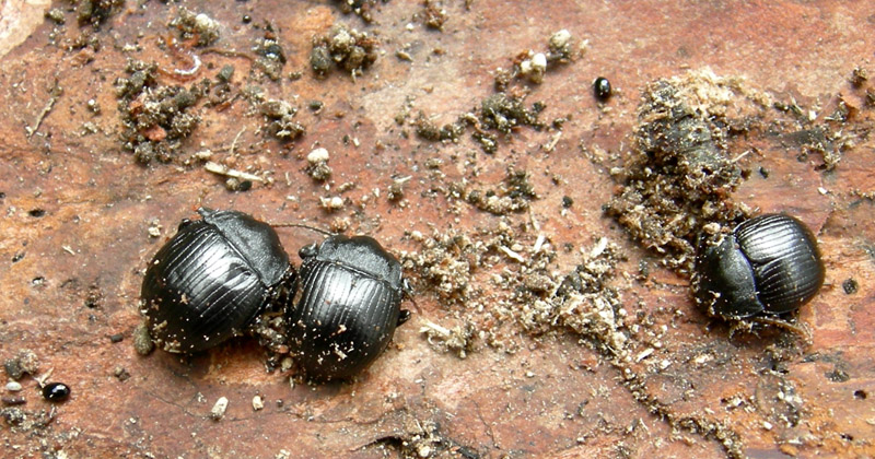 Enoplopus dentipes (Coleoptera, Tenebrionidae)
