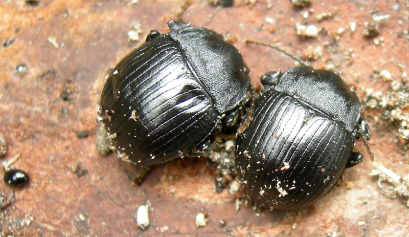 Enoplopus dentipes (Coleoptera, Tenebrionidae)