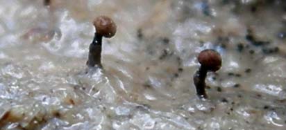 A caccia di Pleurotus.....parte2.