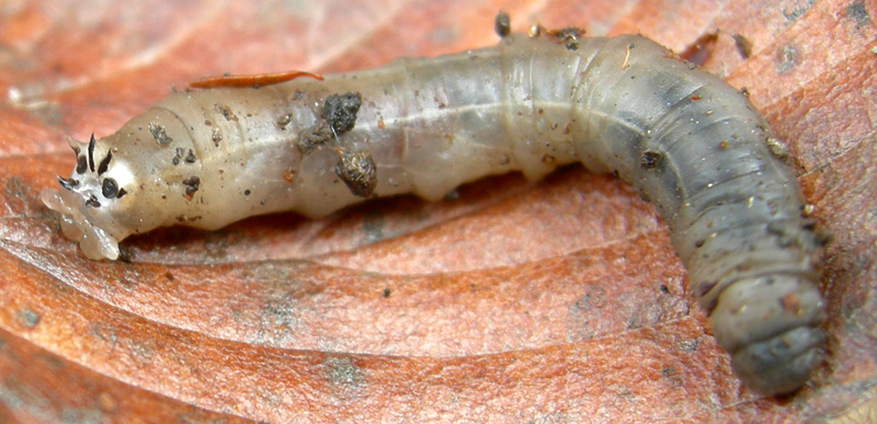 Larva di Tipulidae
