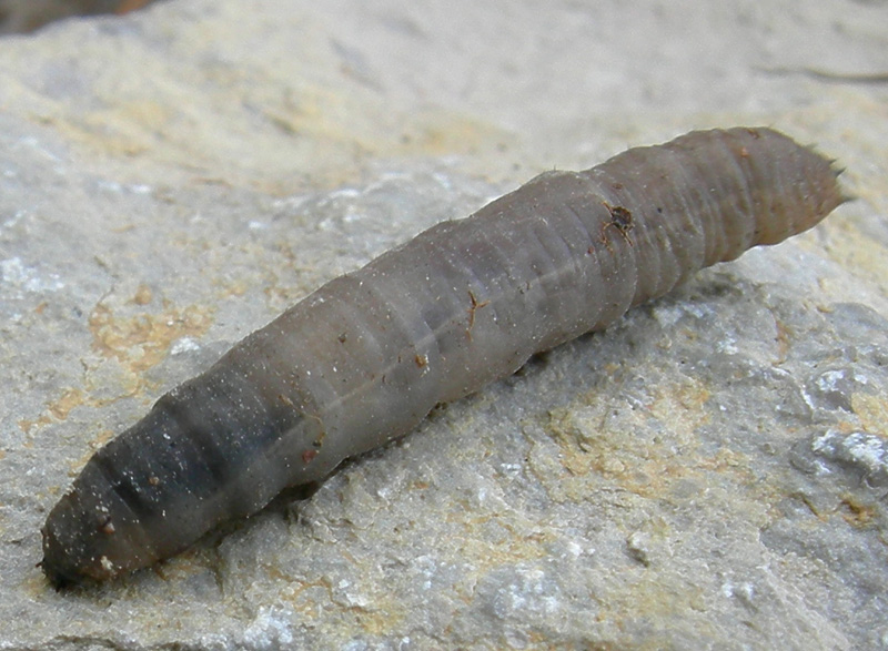 Larva di Tipulidae