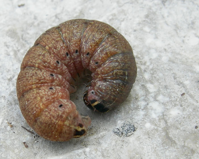 bruco: Conistra erythrocephala - Noctuidae.....dal Trentino