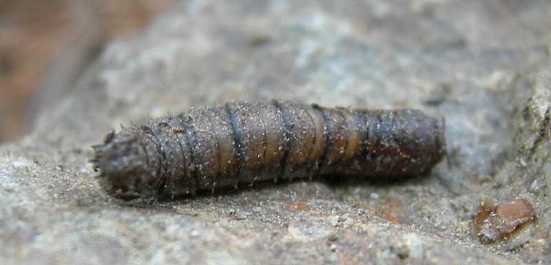 Pupa di Tipula sp.