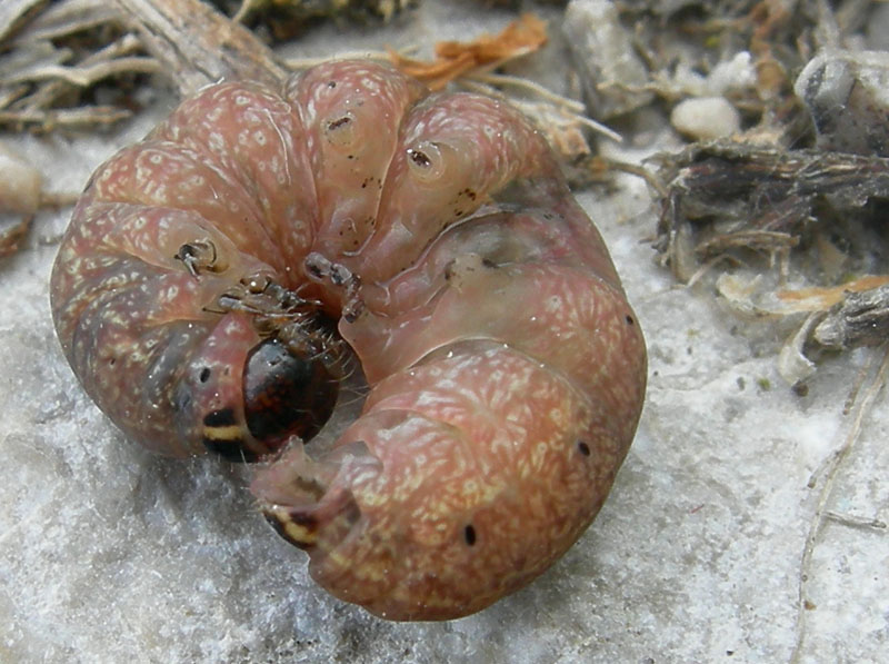 bruco: Conistra erythrocephala - Noctuidae.....dal Trentino