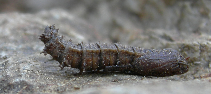 Pupa di Tipula sp.