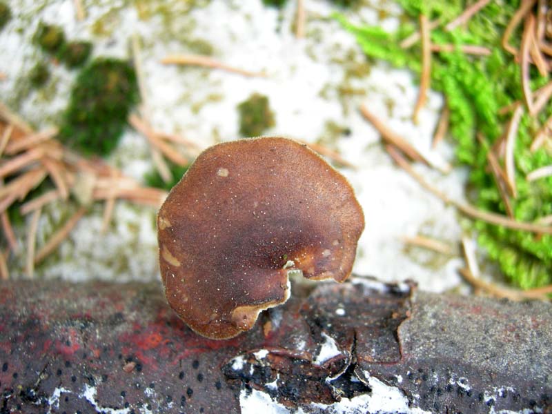 5..........da determinare