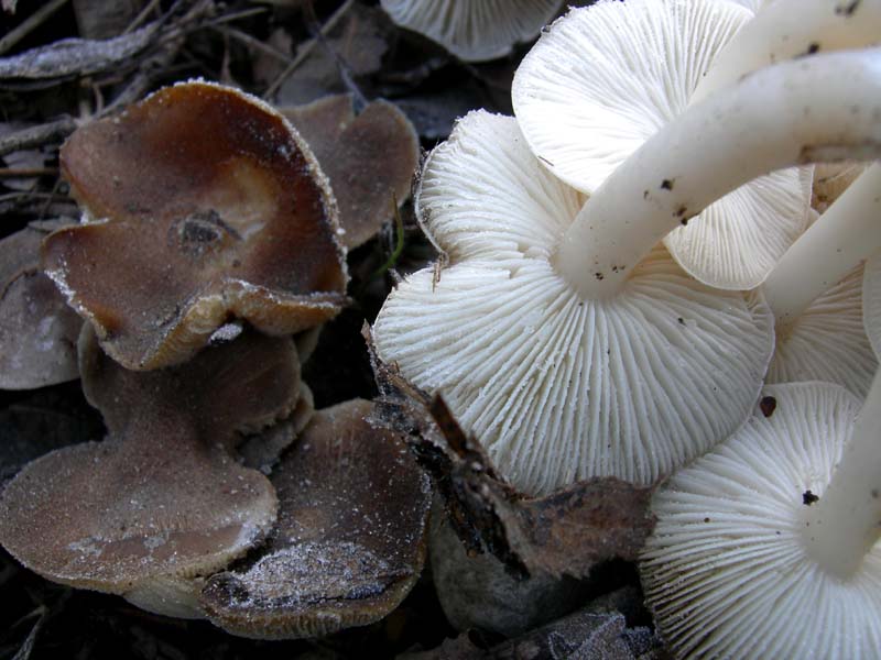A caccia di Pleurotus.....parte2.