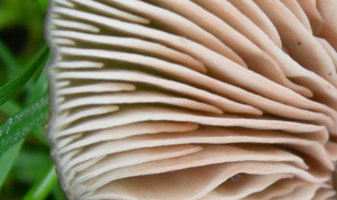 10 funghi da determinare...