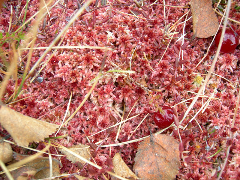 Vaccinium oxycoccos tra Sphagnum sp.