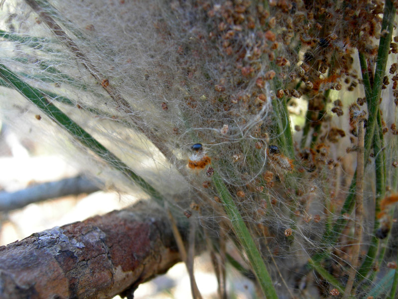 Processionaria del pino.....Thaumetopoea pityocampa (TN)