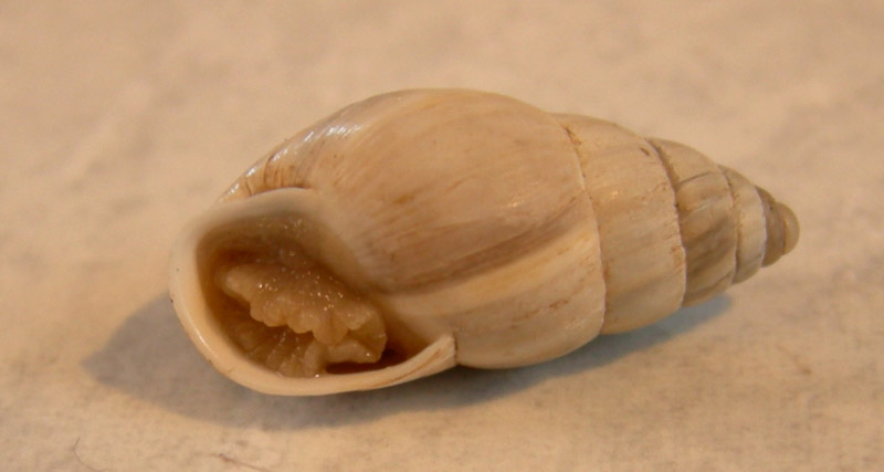 Zebrina (Zebrina) detrita (O.F. Mller, 1774)