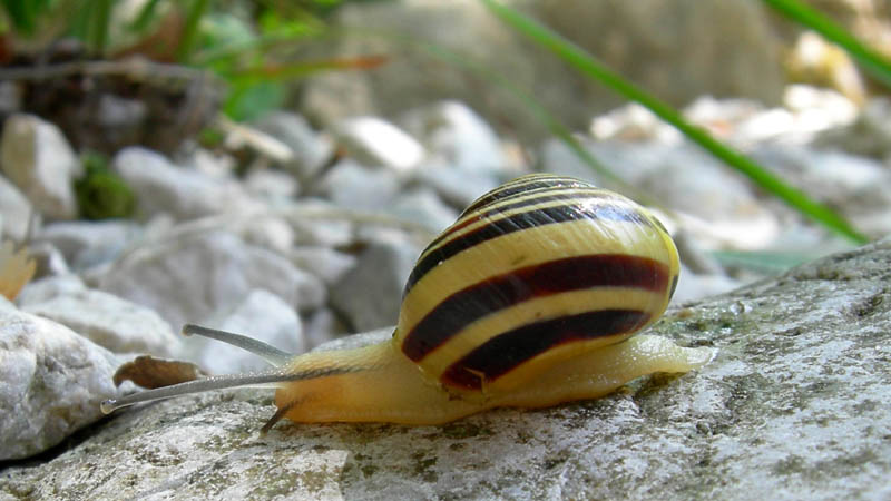 fascie trasversali......