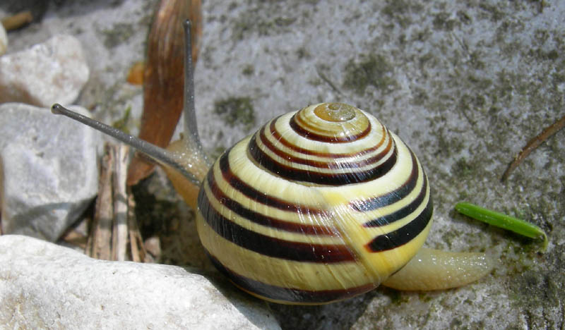 fascie trasversali......