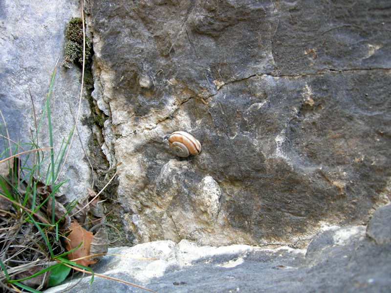 la mia prima Chilostoma cingulatum