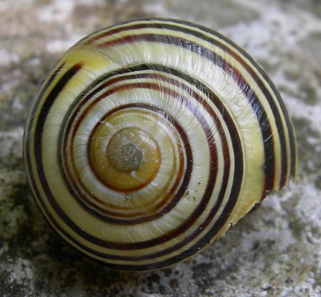 fascie trasversali......