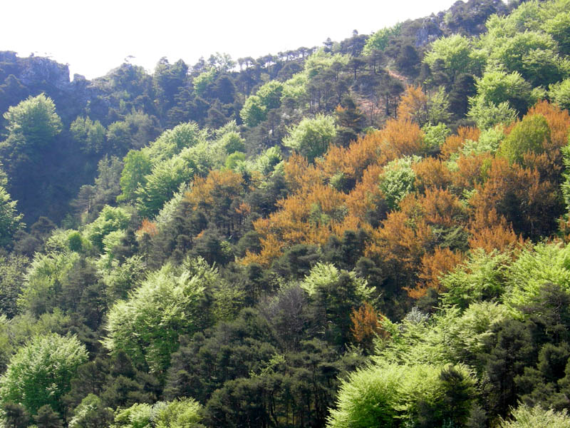 Cima Nara e Cima al Bal......(Alpi di Ledro)