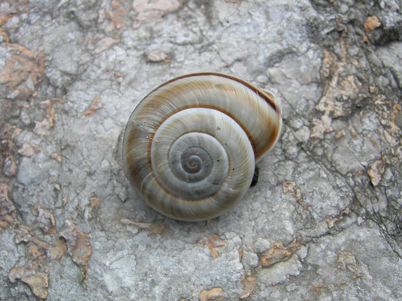 la mia prima Chilostoma cingulatum