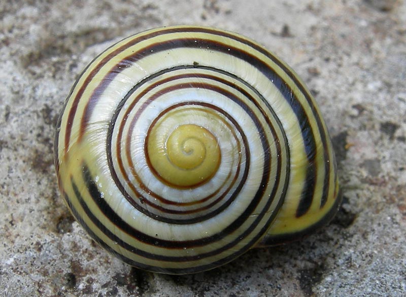 fascie trasversali......