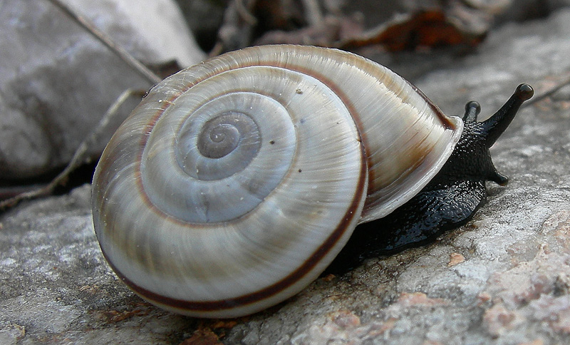 la mia prima Chilostoma cingulatum