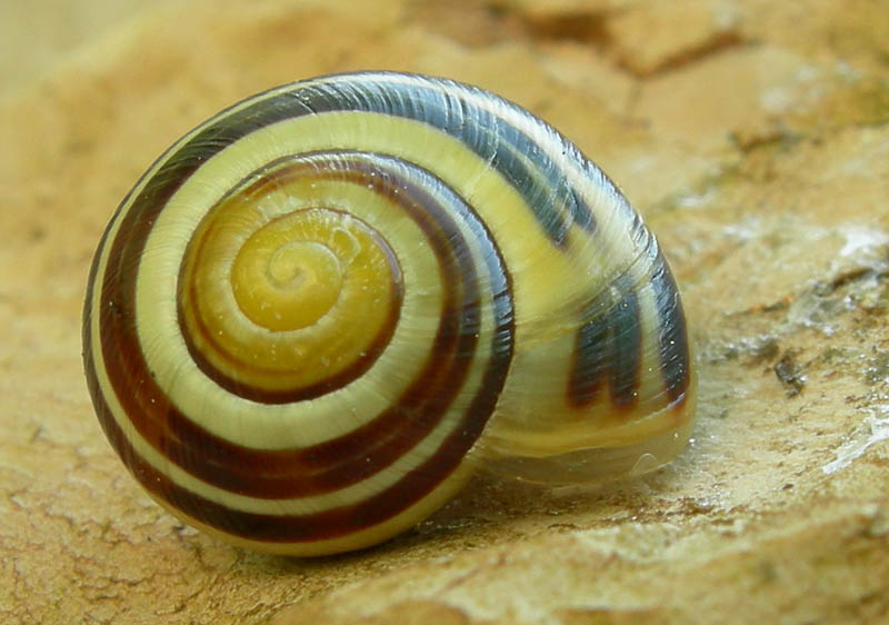 fascie trasversali......