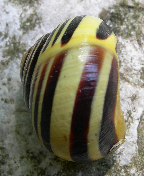 fascie trasversali......