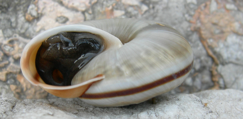 la mia prima Chilostoma cingulatum