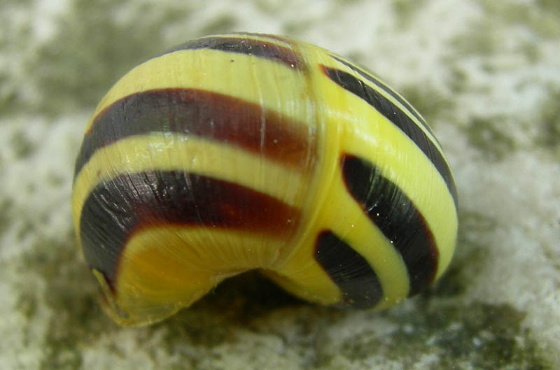 fascie trasversali......