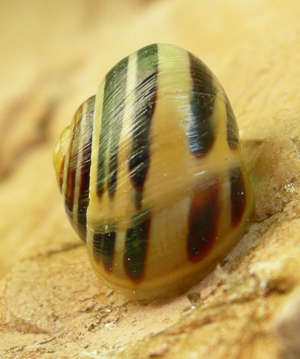 fascie trasversali......