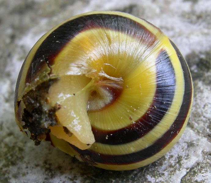 fascie trasversali......