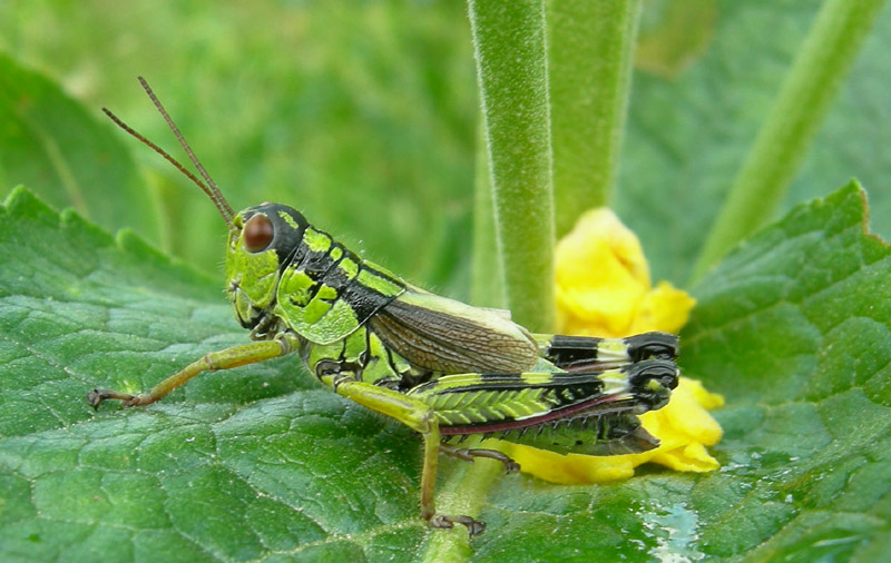 Kisella cfr. irena (Orthoptera, Acrididae)