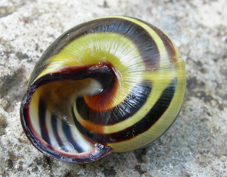 fascie trasversali......
