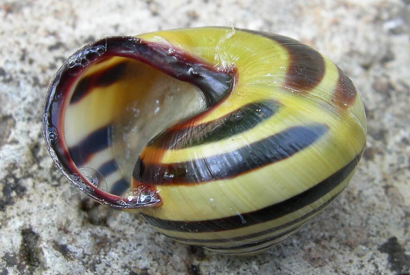 fascie trasversali......
