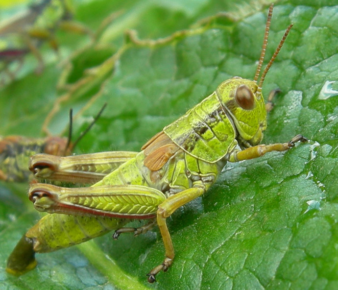 Kisella cfr. irena (Orthoptera, Acrididae)