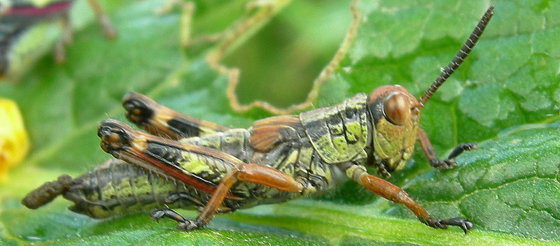 Kisella cfr. irena (Orthoptera, Acrididae)