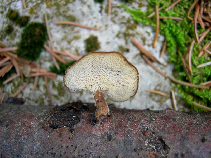 5..........da determinare