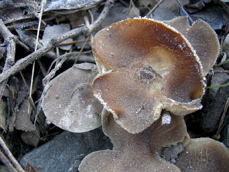 A caccia di Pleurotus.....parte2.