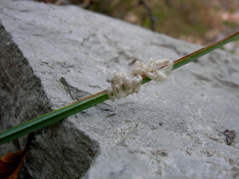 Bozzoli di Braconidae