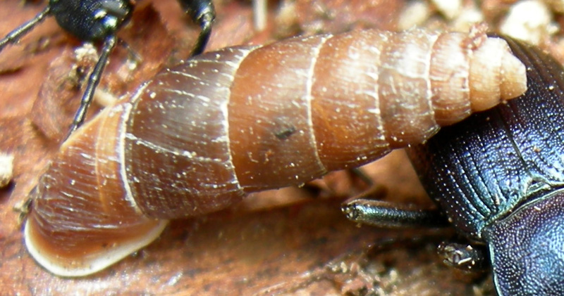 Charpentieria (Itala) itala (Martens, 1824)