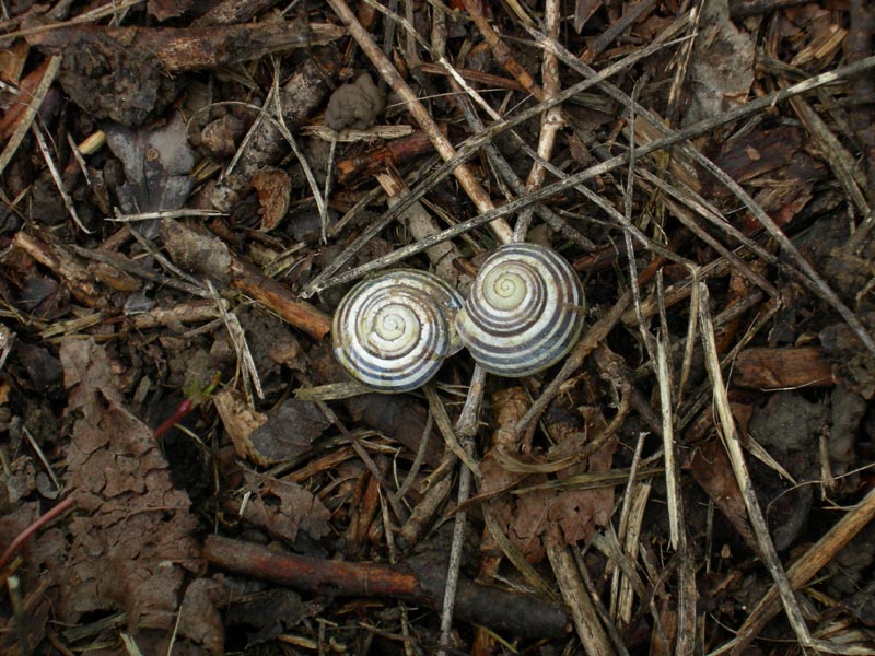 Cepaea nemoralis