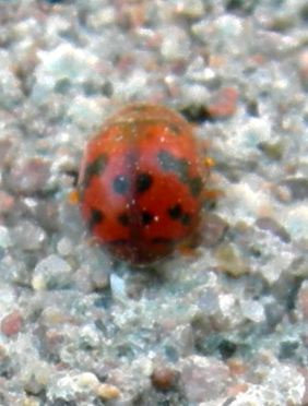 Coccinellidae sp. ......