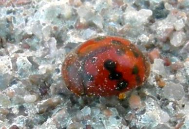 Coccinellidae sp. ......