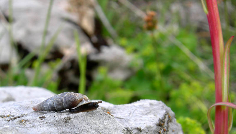 Cochlodina sp. ........???