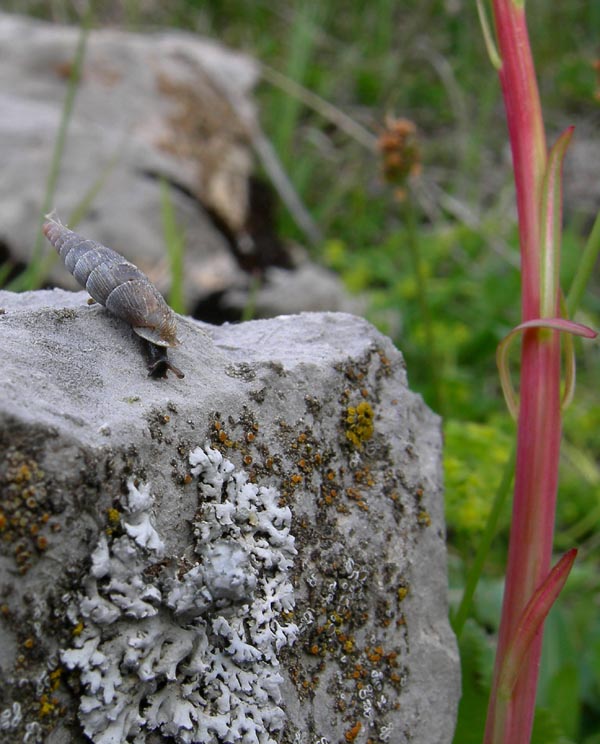 Cochlodina sp. ........???