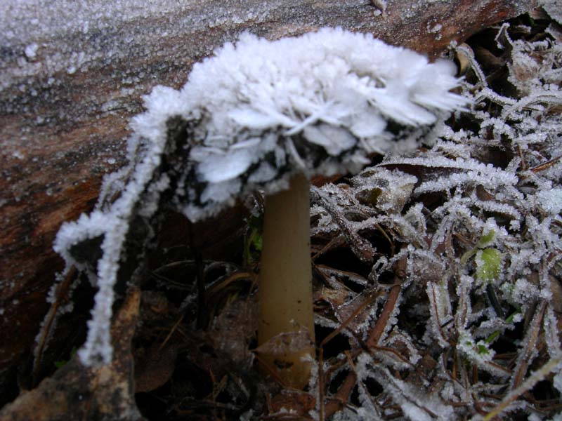 A caccia di Pleurotus.....parte2.