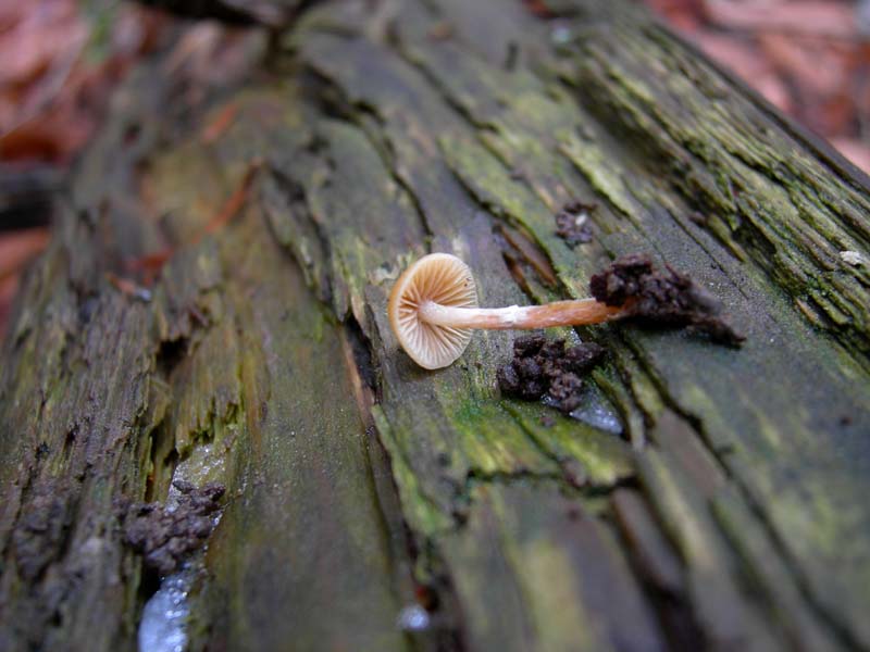 5..........da determinare